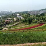 flower1095fdb88ff8f2591