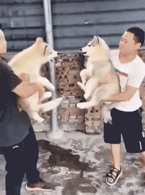 640-21848b396d2b203f03.gif