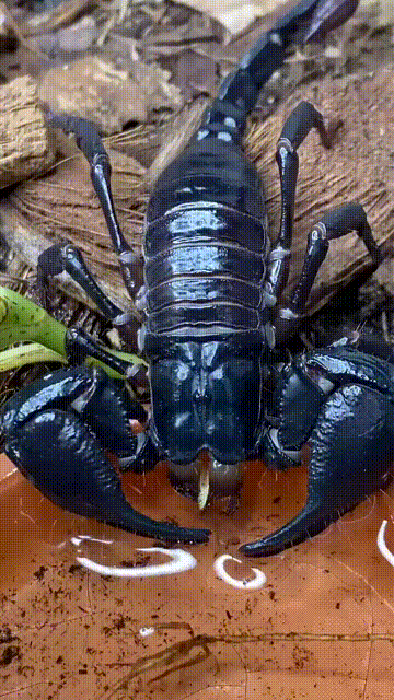 640-40fd0ccf288773d58.gif