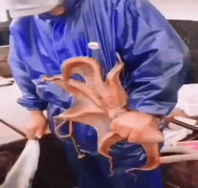 640-13d340cf68b3cf0fa4.gif