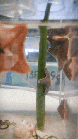 640-162b8944e114940f57.gif