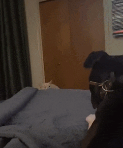 640-110e833b5aa5f0b28c.gif
