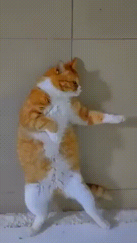 640-15b8694208dfd5a41e.gif