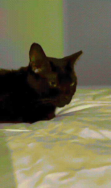 640-1870af0126ef228c78.gif