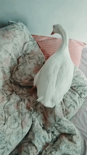 640-20ea9bb83511ea16f6.gif