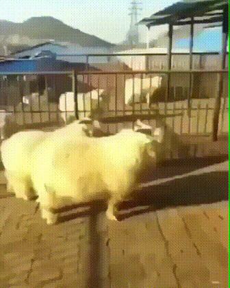640-108d164f2f6ba3dd5b.gif