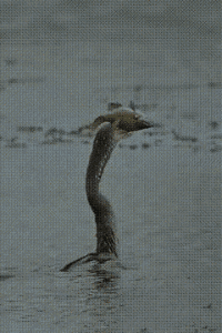 640-208488341ef1dea93f.gif