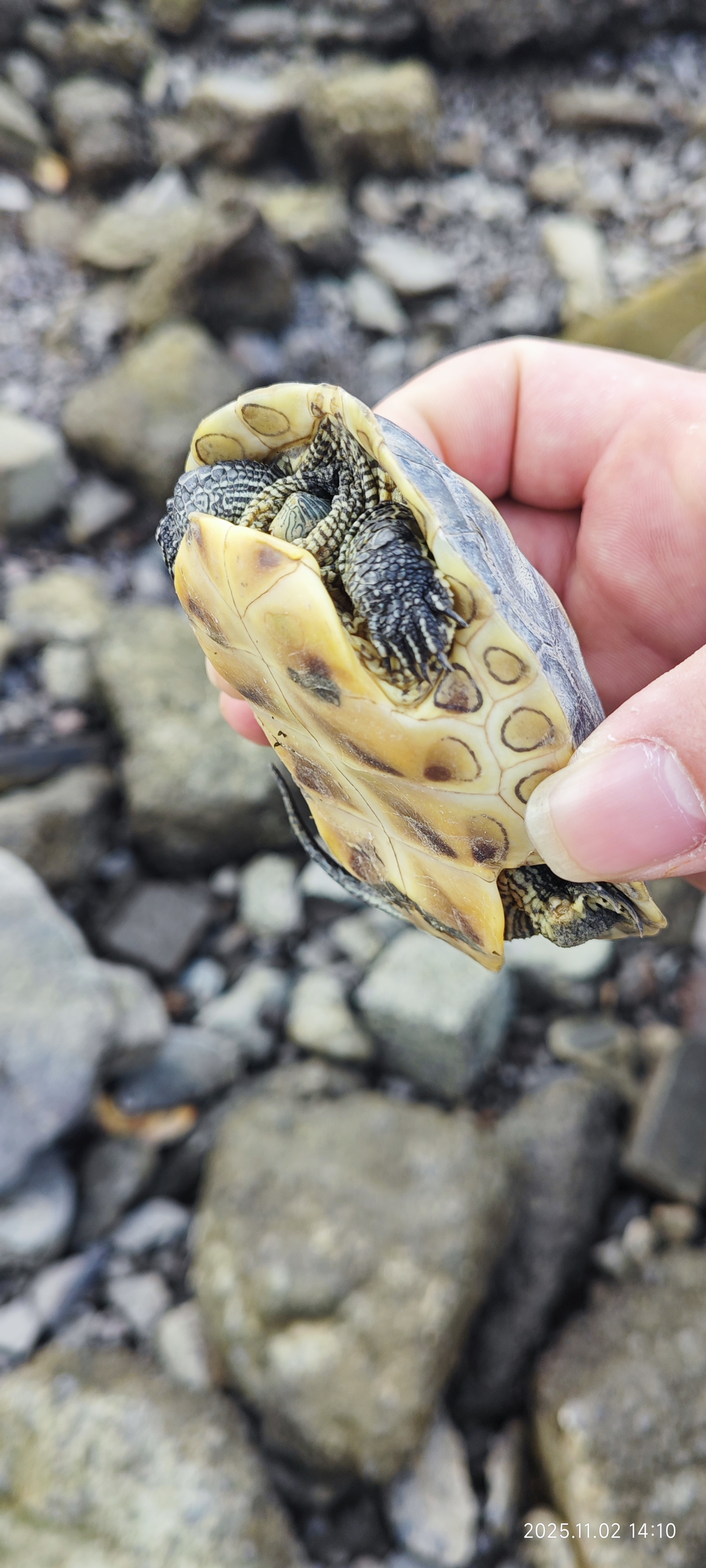 虎门·威远炮台