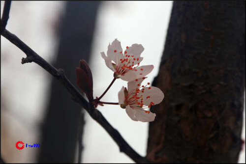 IMG_533912015b9a7823aa7f.jpg